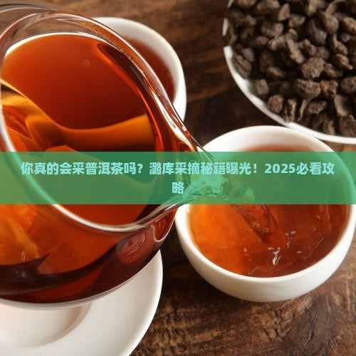 潞库普洱茶采摘