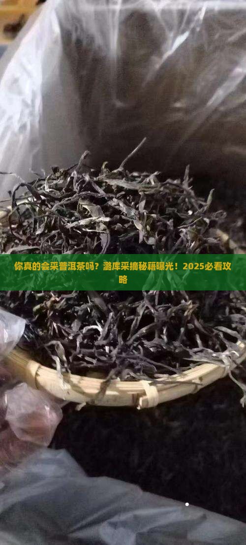 潞库普洱茶采摘