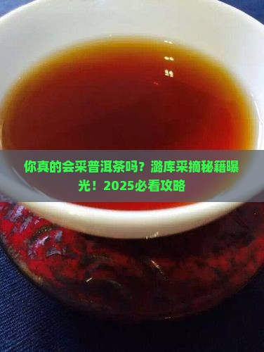 潞库普洱茶采摘