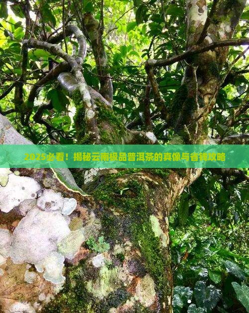 云南极品普洱茶