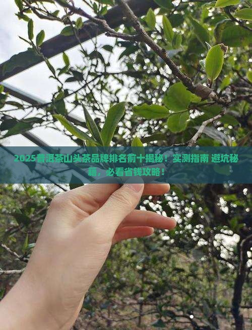 普洱茶山头茶品牌排名前十