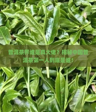 中国普洱茶第一人是谁