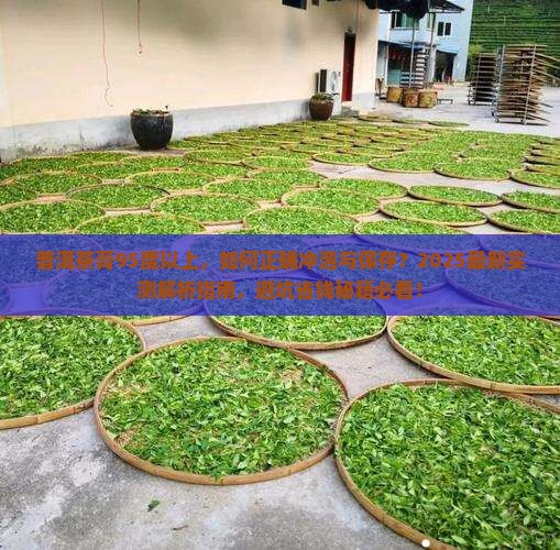 普洱茶膏95度以上