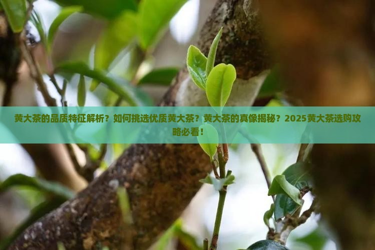 黄大茶的品质特征