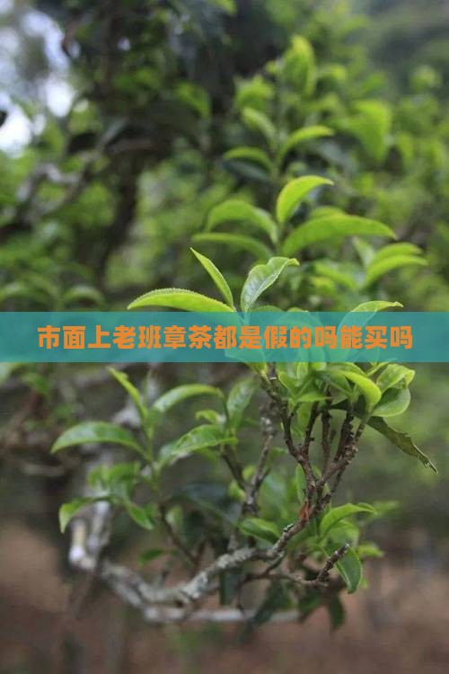 市面上老班章茶都是假的 市面上老班章茶都是假的
