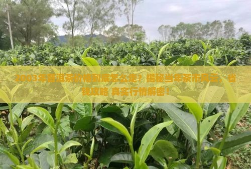 2003年普洱茶价格走势