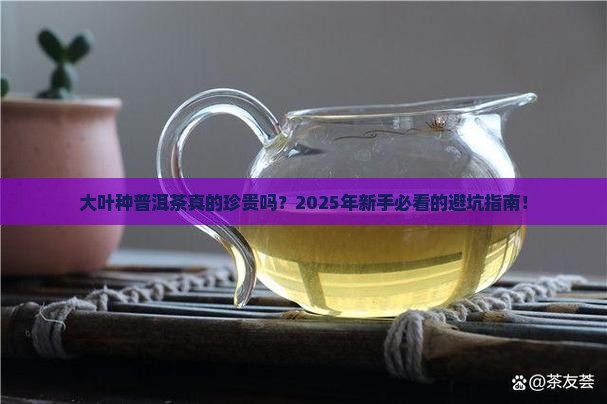 大叶种普洱茶比较珍贵 大叶种普洱茶比较珍贵
