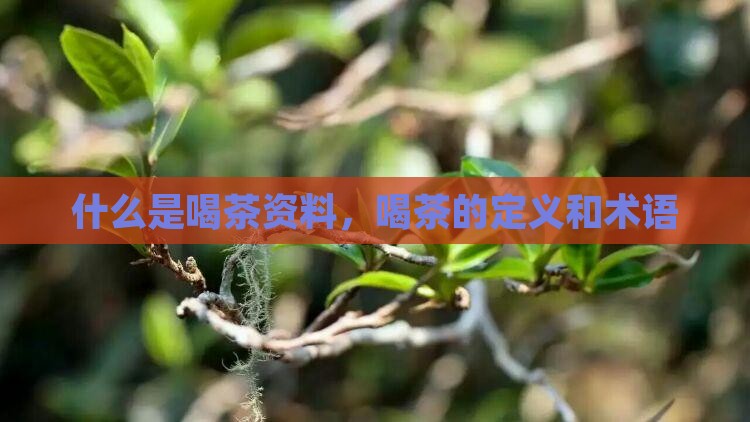 什么是喝茶资料