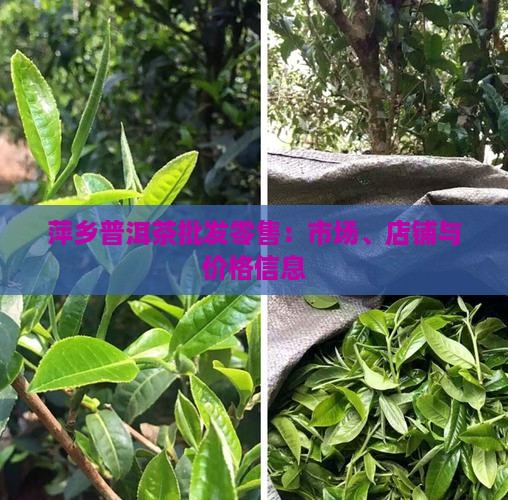 萍乡普洱茶批发零售