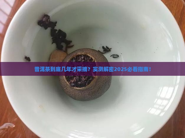 普洱茶一般几年才采摘