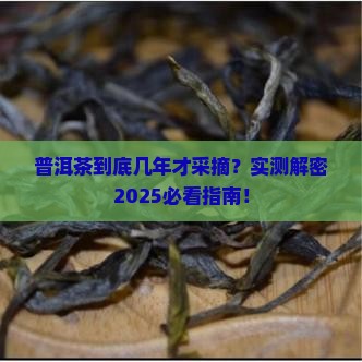 普洱茶一般几年才采摘
