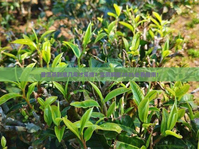 普洱茶一般几年才采摘