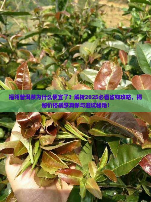 福翎普洱茶为什么便宜了 福翎普洱茶为什么便宜了