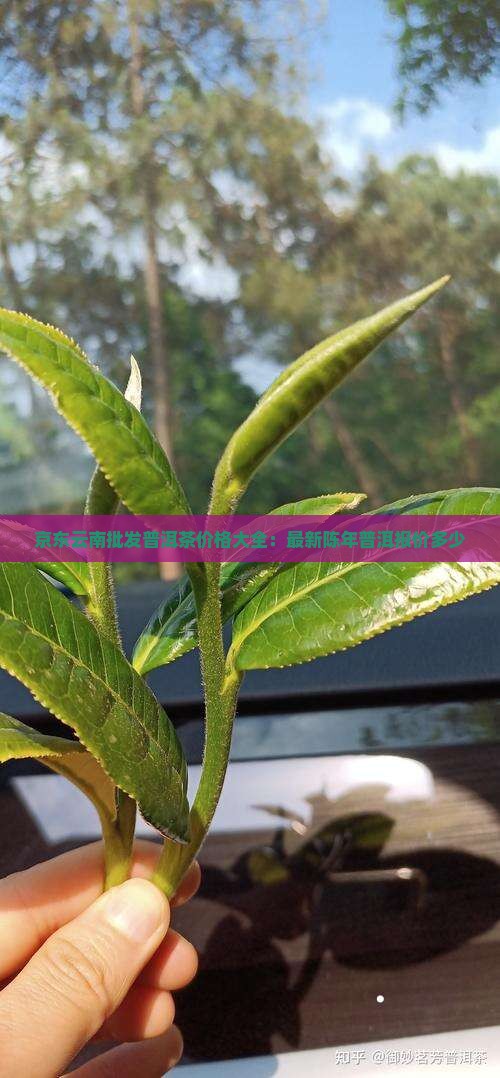 年普洱茶多少钱