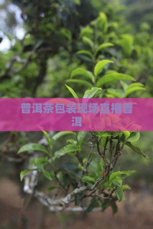 普洱茶包装现场直播