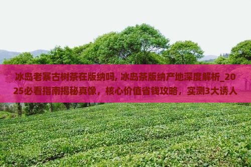 冰岛老寨古树茶在版纳吗