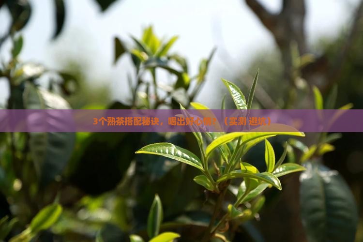 普洱茶熟茶搭配