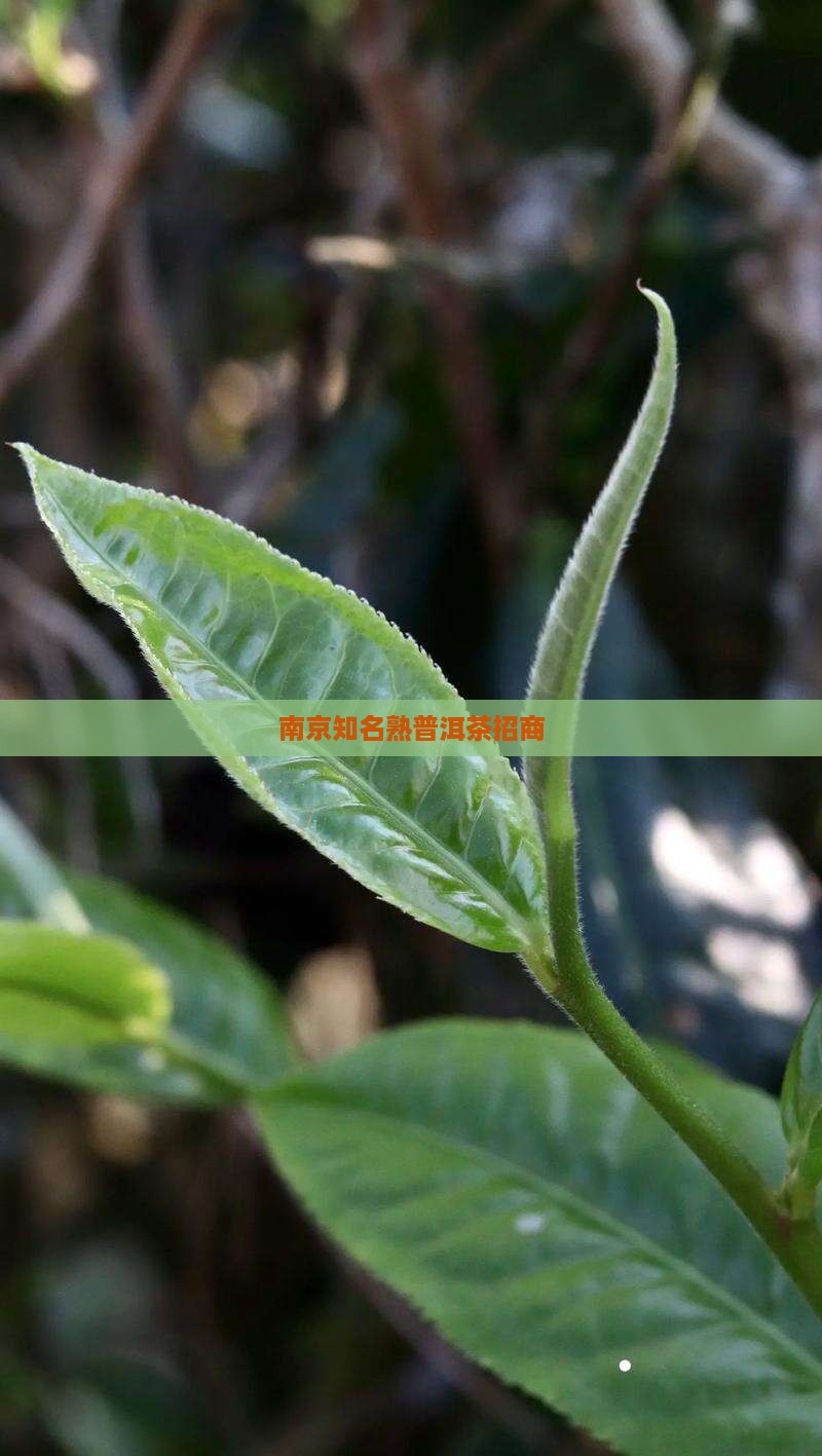 南京知名熟普洱茶招商