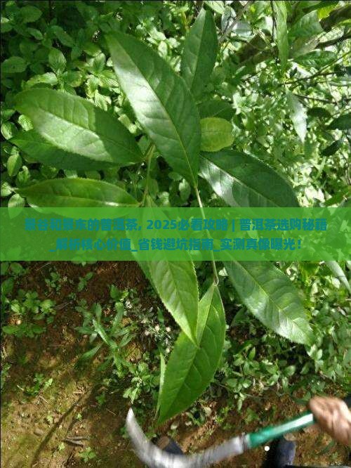 景谷和景东的普洱茶