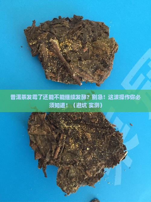 普洱茶发霉可以继续发酵吗
