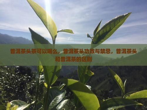普洱茶头茶可以喝么
