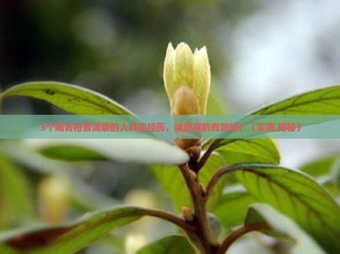 喝青柑普洱茶减肥嘛