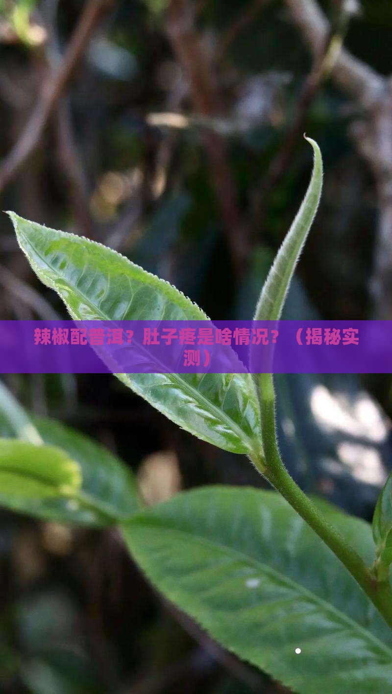 吃辣椒喝普洱茶肚子疼