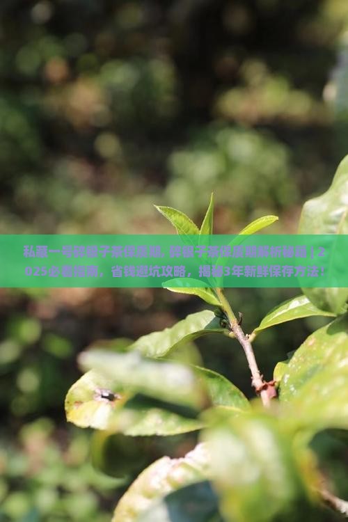 私藏一号碎银子茶保质期