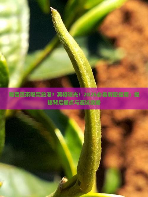 喝普洱茶喝完总渴原因
