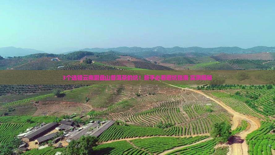 云南磨盘山普洱茶网店