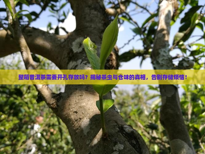 整箱普洱茶需要开孔存放吗