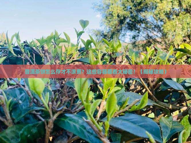储存普洱茶饼的容器