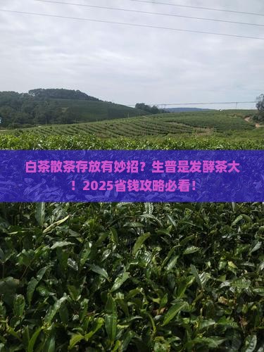 白茶散茶怎么存放生普是发酵茶吗