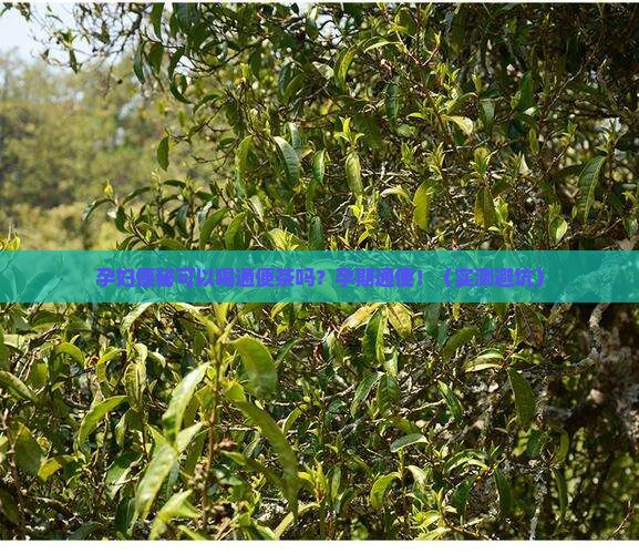 孕妇便秘可以喝通便茶吗