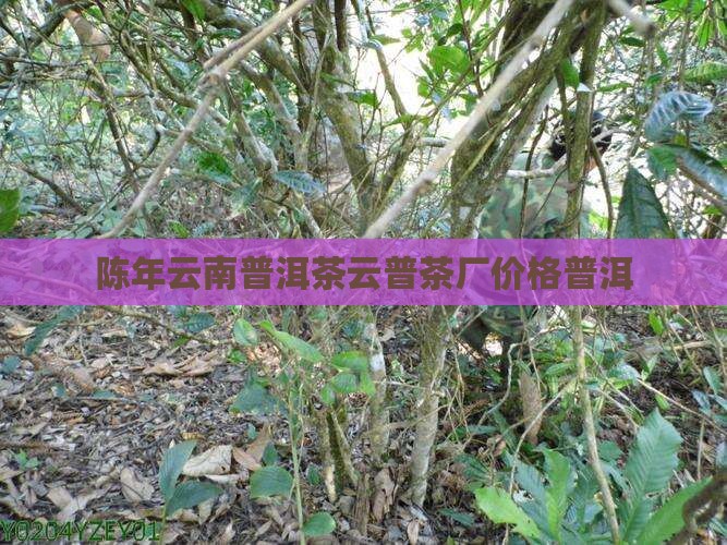 云普陈年老树普洱茶 云普陈年老树普洱茶