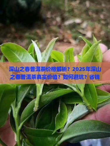 深山之春普洱茶价格