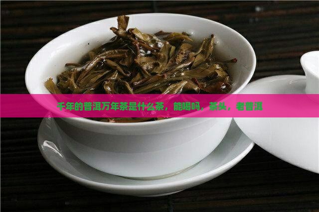 千年的普洱万年茶