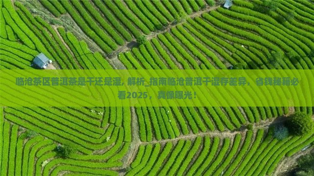 临沧茶区普洱茶是干还是湿