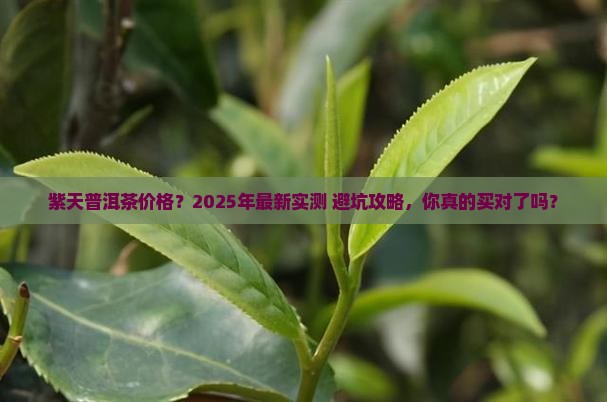 紫天普洱茶价格查询
