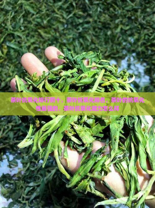 茶叶抗氧化排行