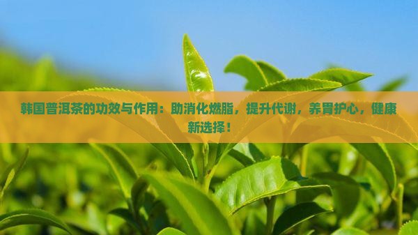 韩国普洱茶的功效与作用