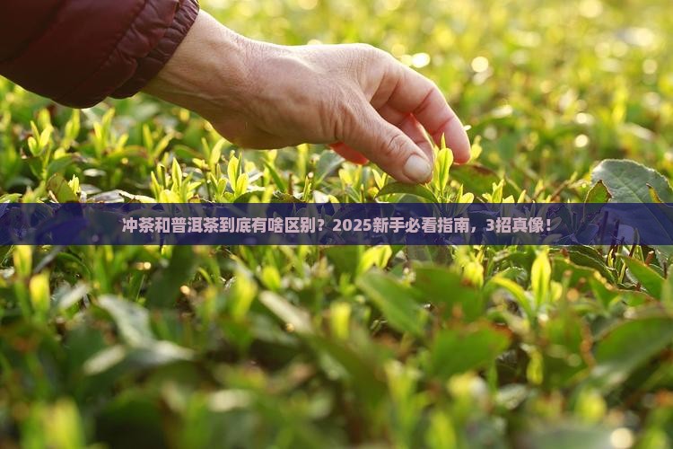 冲茶和普洱茶有什么区别 冲茶和普洱茶有什么区别