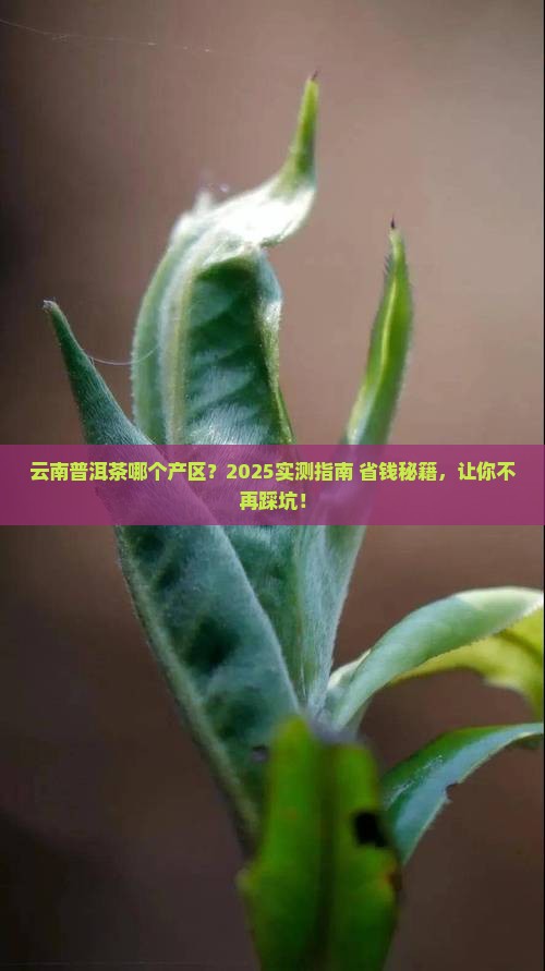 云南哪里生产普洱茶好