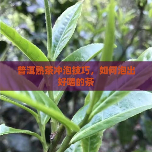 熟的普洱茶怎么泡好喝