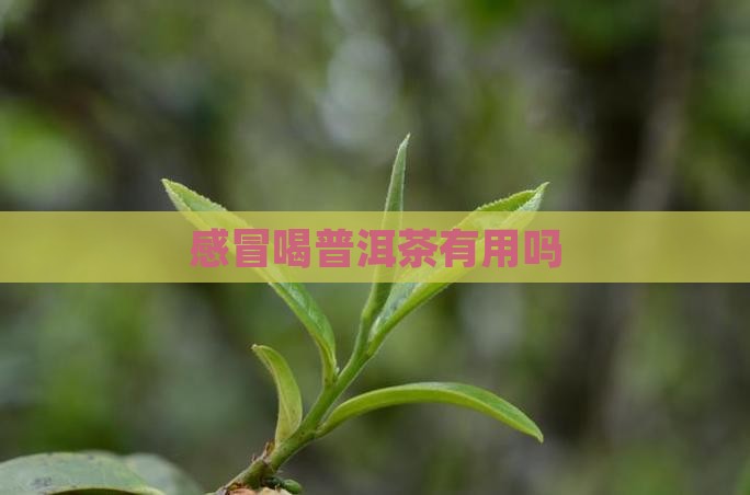 感冒喝普洱茶有用吗