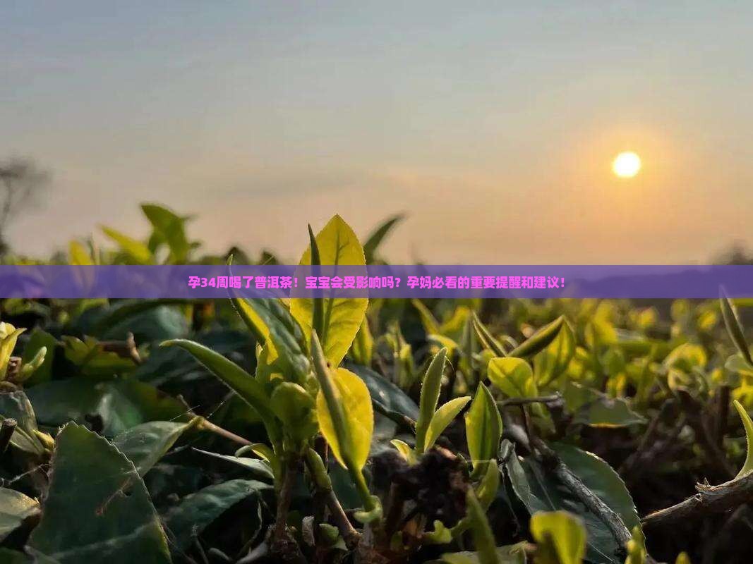 孕34周喝了普洱茶