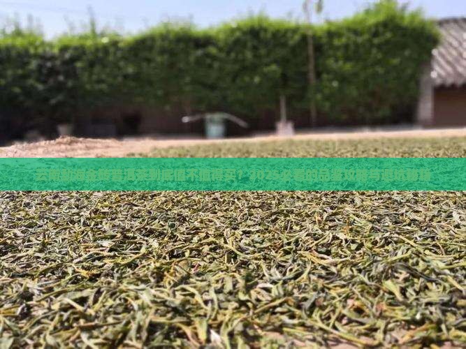 云南勐海金砖普洱茶