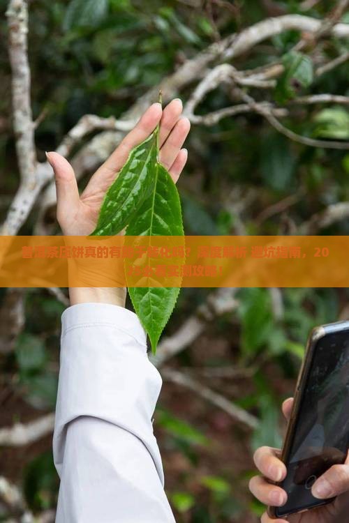 普洱茶压饼有助于转化吗