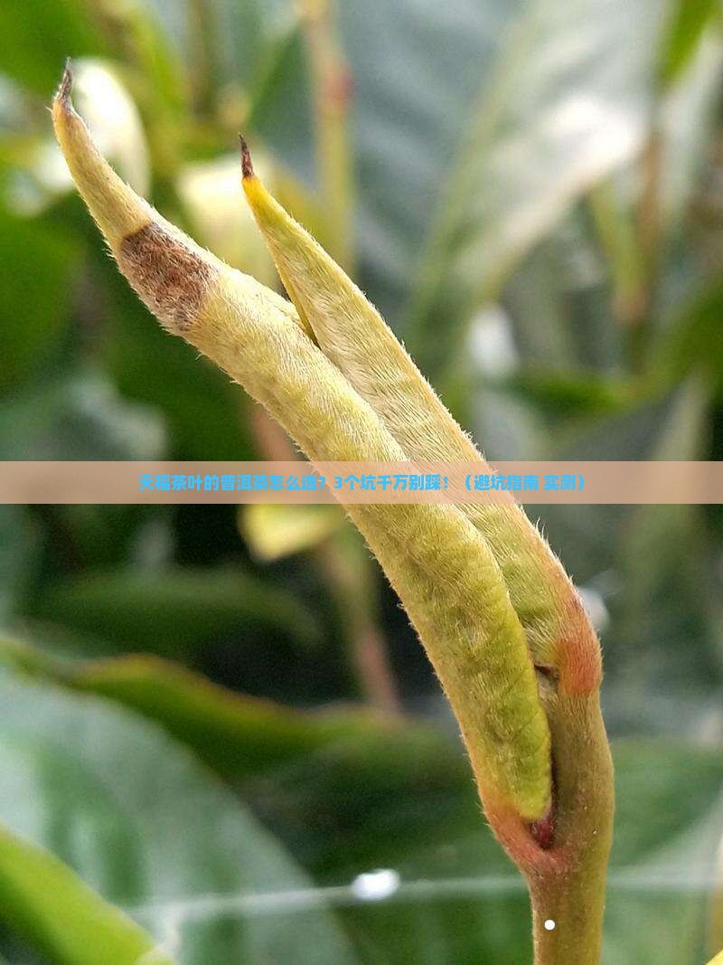 天福茶叶的普洱茶如何
