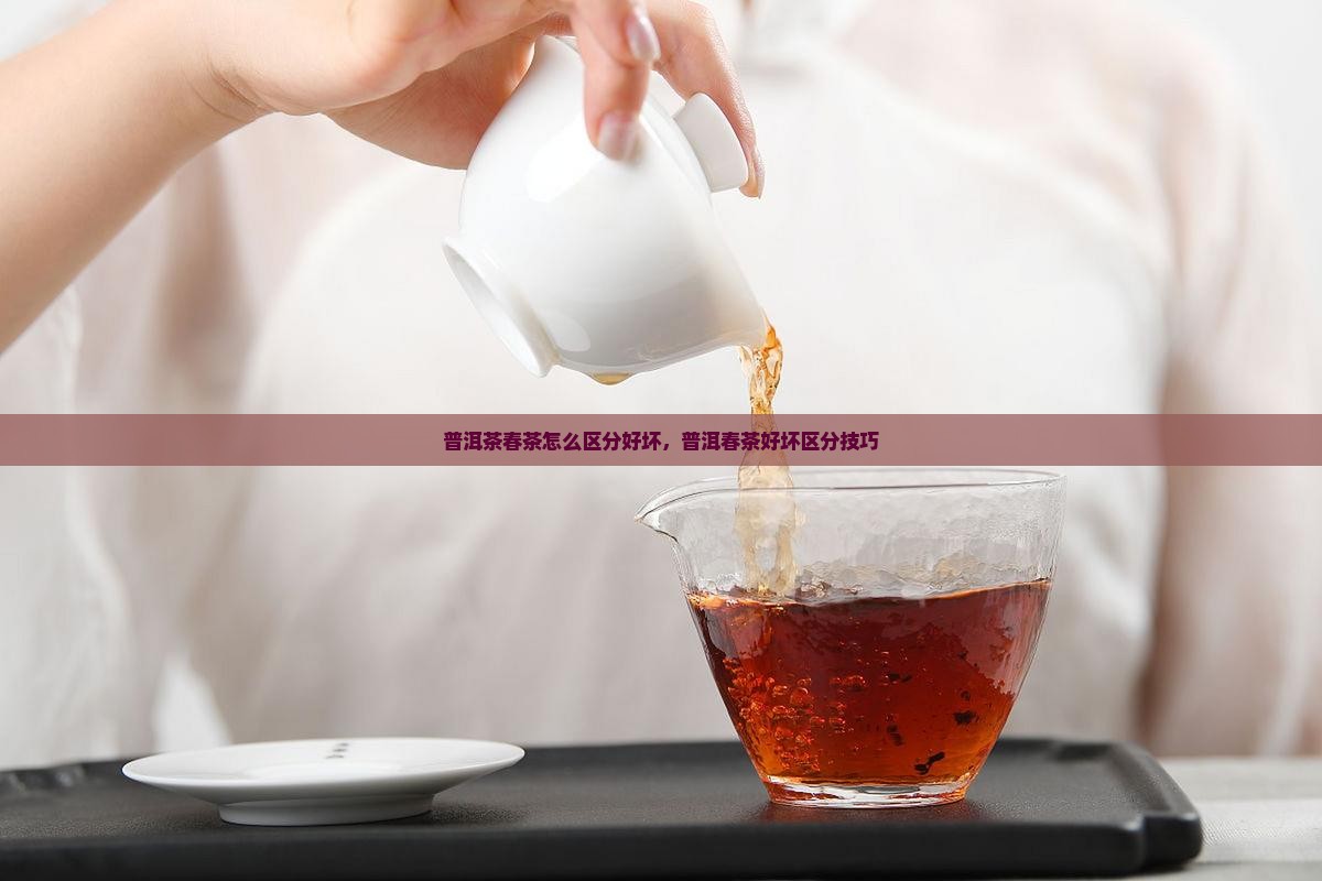 生普洱茶春茶怎么区分好坏